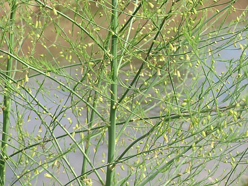 Asparagus: Verwilderter Gemüsespargel ( Asparagus officinalis ) am Kraichbach in Hockenheim