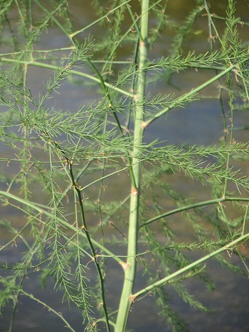 Asparagus: Verwilderter Gemüsespargel ( Asparagus officinalis ) am Kraichbach in Hockenheim