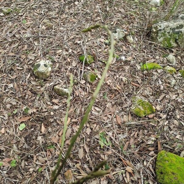 Asparagus (Asparagus officinalis)