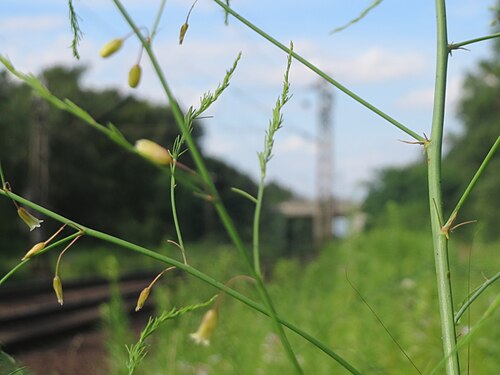 Asparagus: Verwilderter Gemüsespargel ( Asparagus officinalis ) im Schwetzinger Hardt - an der Bahnstrecke Mannheim-Karlsruhe findet sich ein kleines Sandmagerrasen-Biotop