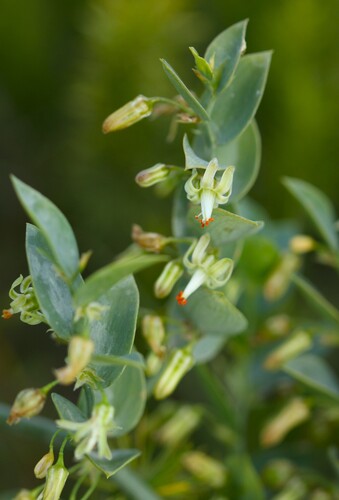 Asparagus ovatus (Asparagus ovatus)