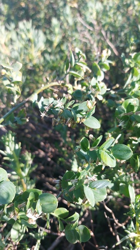 Asparagus ovatus (Asparagus ovatus)