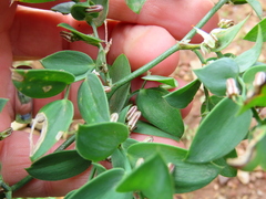 Asparagus ovatus (Asparagus ovatus)
