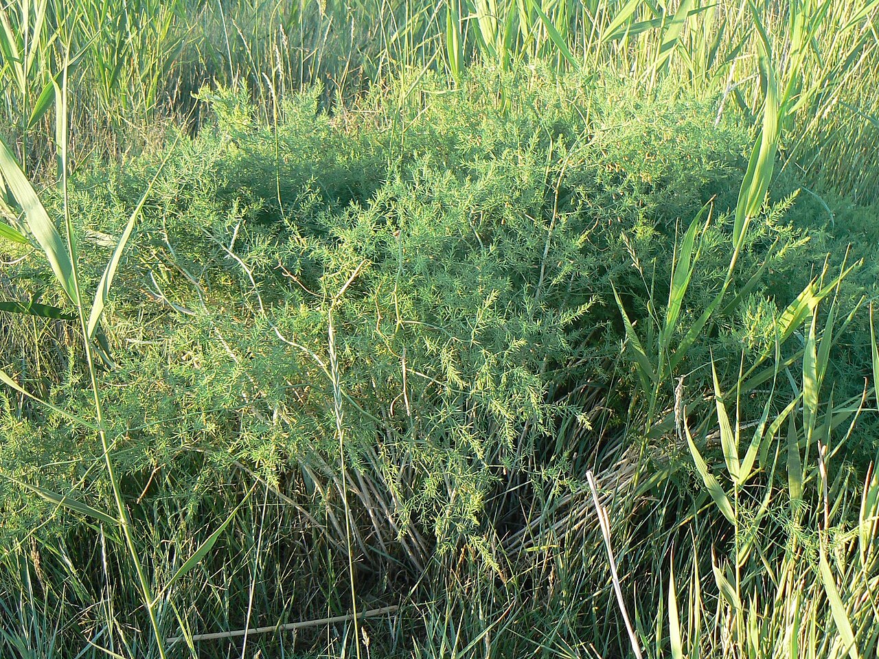 Asparagus pallasii: Asparagus pallasii