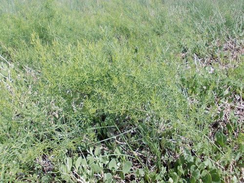 Asparagus pallasii (Asparagus pallasii)