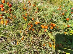 Asparagus pallasii (Asparagus pallasii)