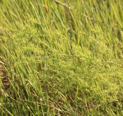 Asparagus pallasii (Asparagus pallasii)