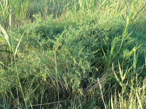 Asparagus pallasii (Asparagus pallasii)