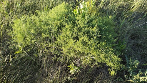 Asparagus pallasii (Asparagus pallasii)
