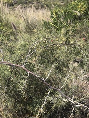 Asparagus pastorianus (Asparagus pastorianus)