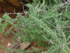 Asparagus pastorianus (Asparagus pastorianus)
