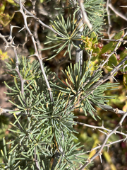Asparagus pastorianus (Asparagus pastorianus)