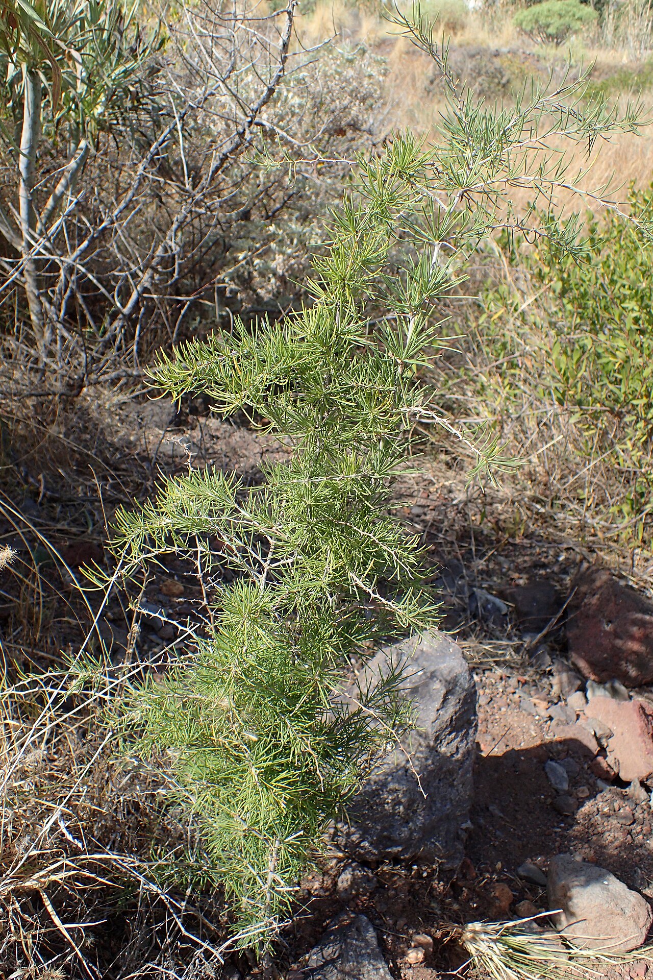 Asparagus pastorianus: Asparagus pastorianus in San Andres on Tenerife, Canary Islands