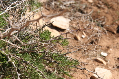 Asparagus pastorianus (Asparagus pastorianus)