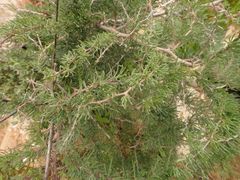 Asparagus pastorianus (Asparagus pastorianus)