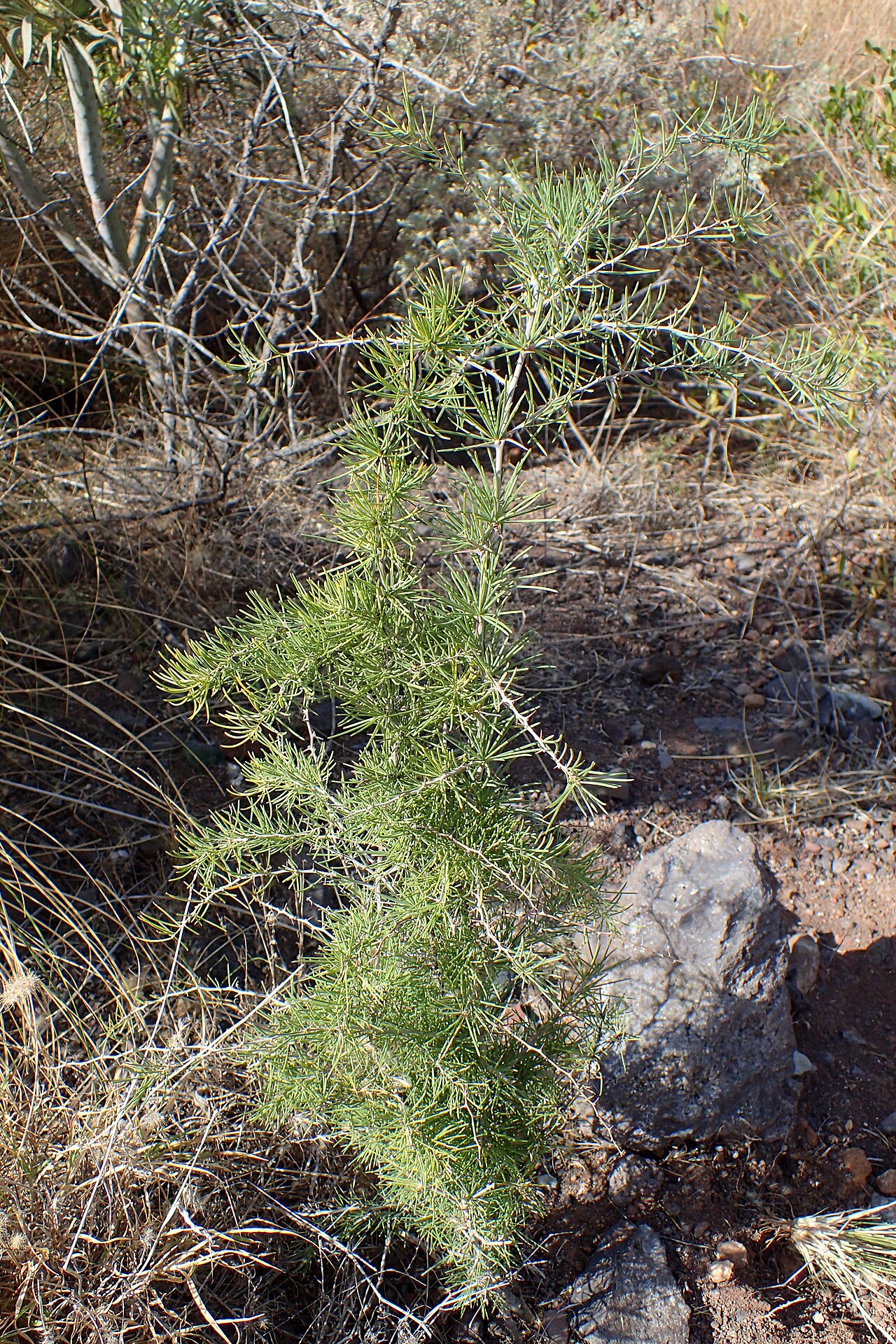 Asparagus pastorianus: Asparagus pastorianus in San Andres on Tenerife, Canary Islands