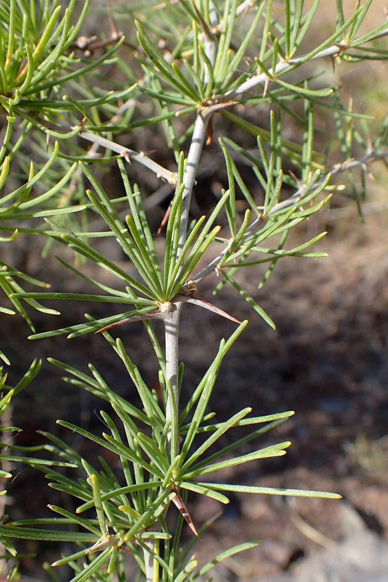 Asparagus pastorianus: Asparagus pastorianus in San Andres on Tenerife, Canary Islands