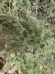 Asparagus pastorianus (Asparagus pastorianus)