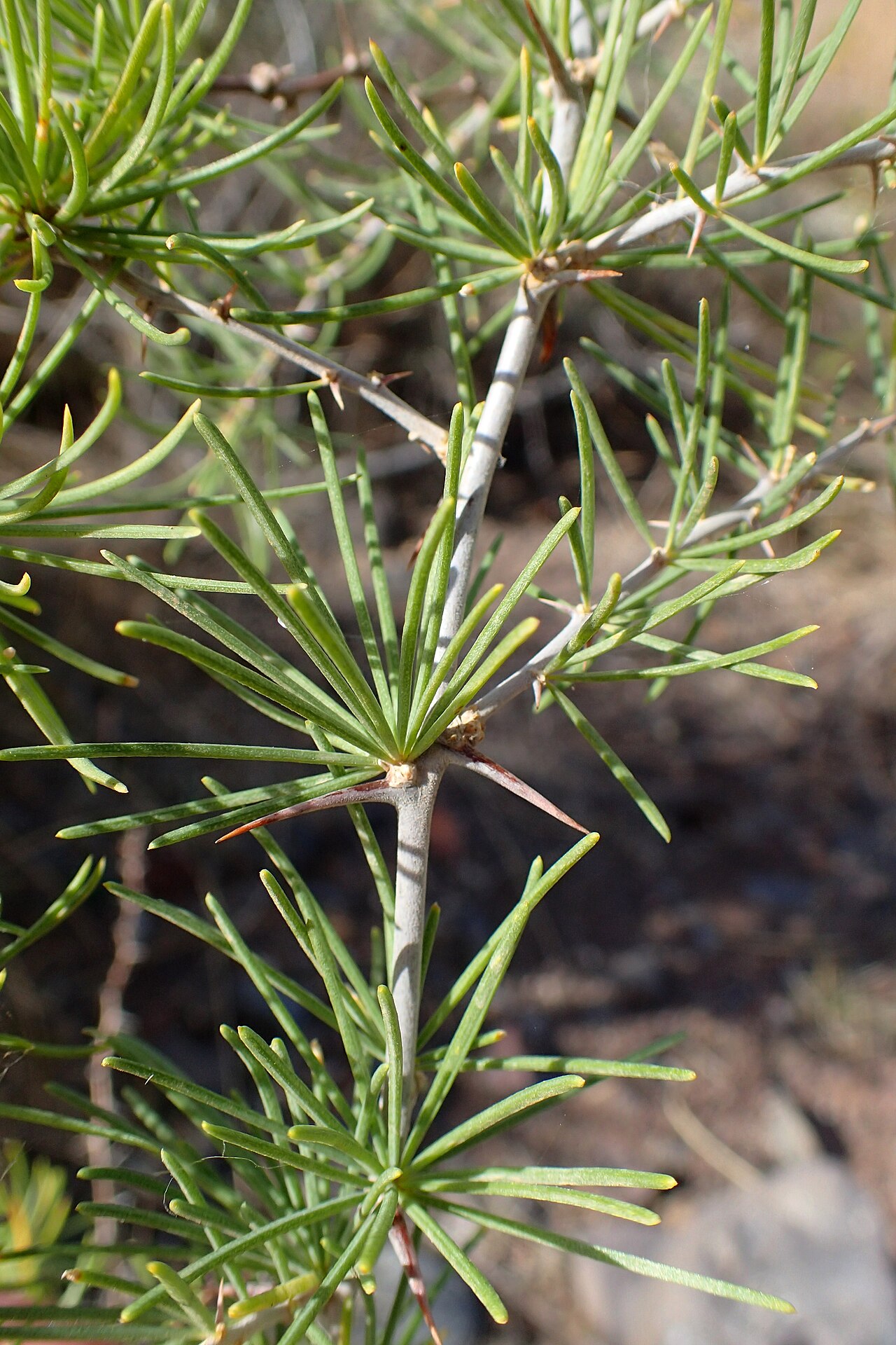 Asparagus pastorianus: Asparagus pastorianus in San Andres on Tenerife, Canary Islands