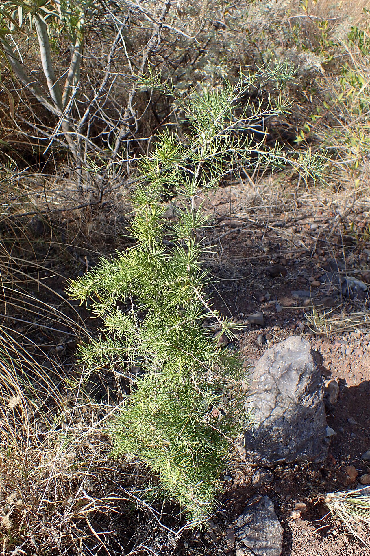 Asparagus pastorianus: Asparagus pastorianus in San Andres on Tenerife, Canary Islands