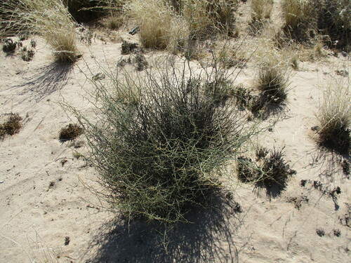 Asparagus pearsonii (Asparagus pearsonii)
