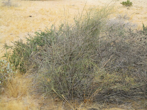 Asparagus pearsonii (Asparagus pearsonii)