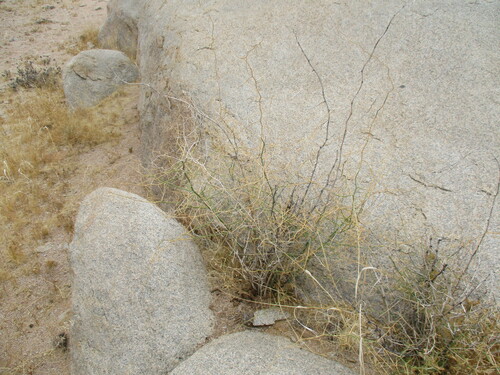 Asparagus pearsonii (Asparagus pearsonii)