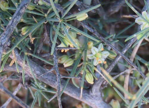Asparagus pearsonii (Asparagus pearsonii)