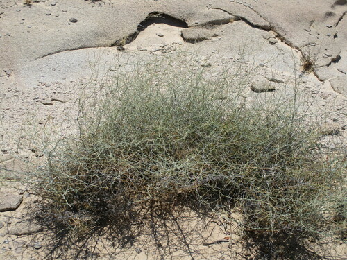 Asparagus pearsonii (Asparagus pearsonii)