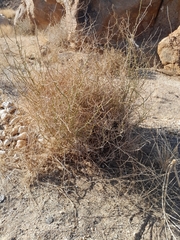 Asparagus pearsonii (Asparagus pearsonii)