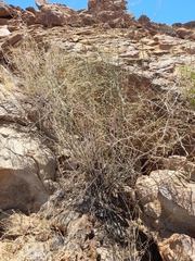 Asparagus pearsonii (Asparagus pearsonii)