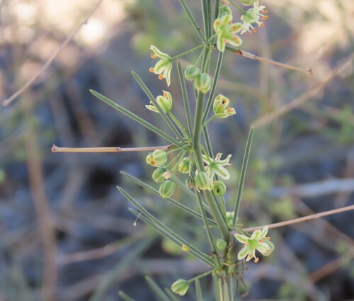 Asparagus pearsonii (Asparagus pearsonii)