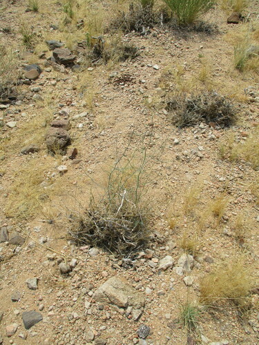 Asparagus pearsonii (Asparagus pearsonii)