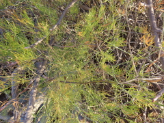 Asparagus pearsonii (Asparagus pearsonii)