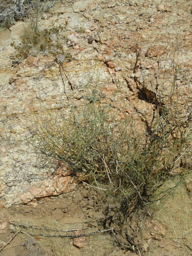 Asparagus pearsonii (Asparagus pearsonii)