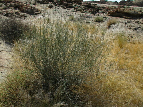 Asparagus pearsonii (Asparagus pearsonii)