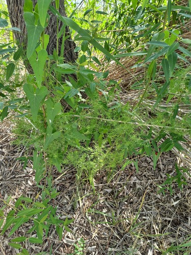 Asparagus persicus (Asparagus persicus)