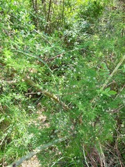 Asparagus persicus (Asparagus persicus)
