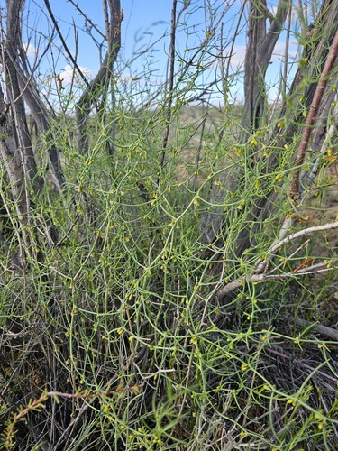 Asparagus persicus (Asparagus persicus)