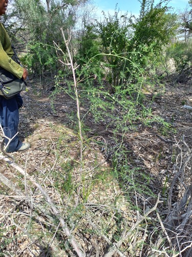 Asparagus persicus (Asparagus persicus)