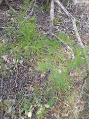 Asparagus persicus (Asparagus persicus)
