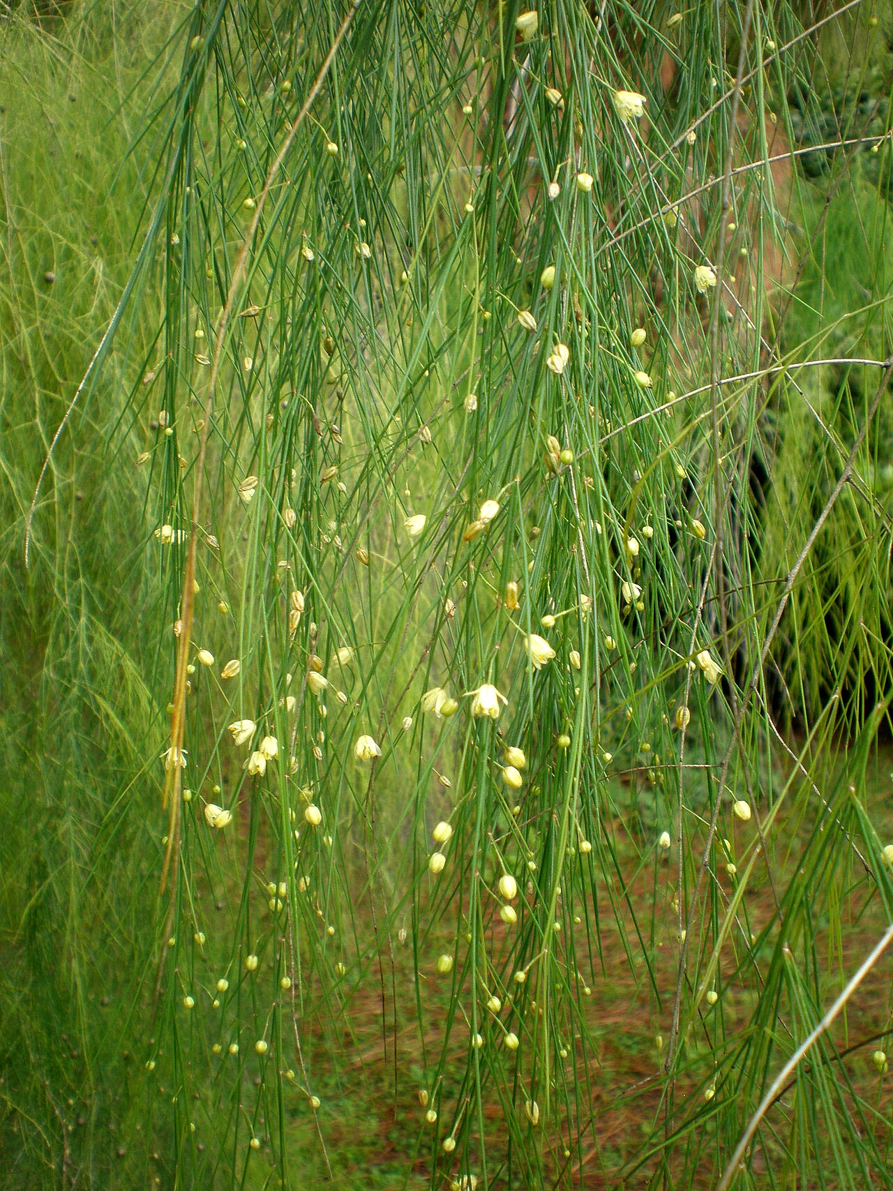 Asparagus plocamoides: Jardín Botánico de Barcelona.