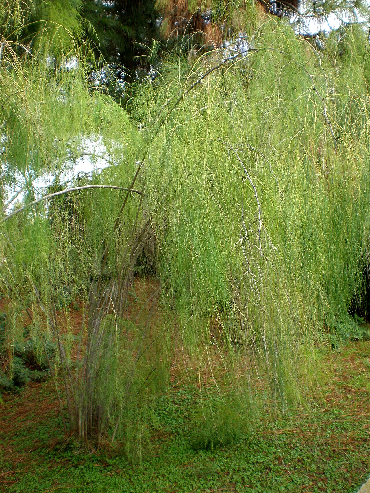 Asparagus plocamoides: Jardín Botánico de Barcelona.