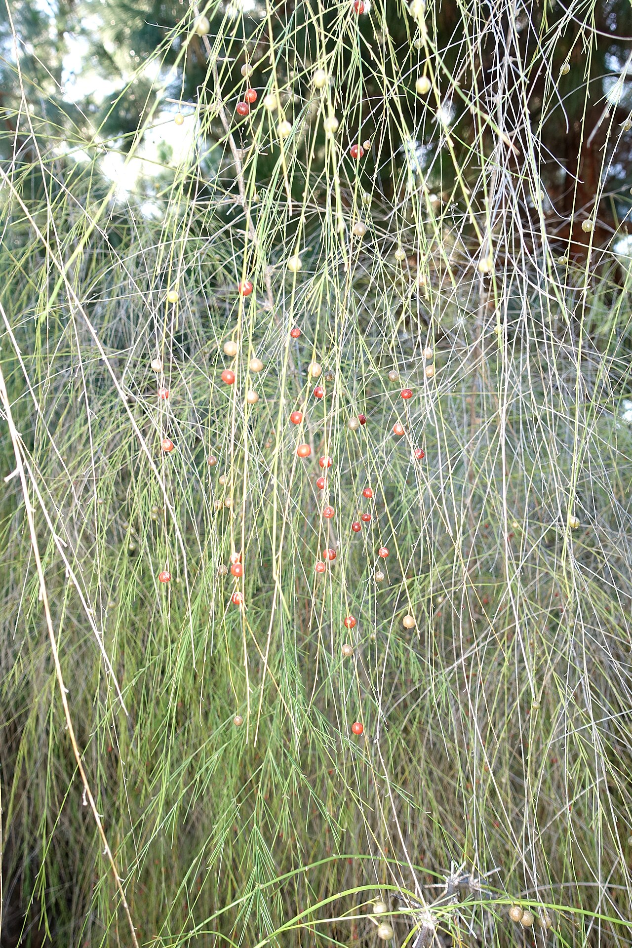 Asparagus plocamoides: Botanical specimen in the Jardín Botánico de Barcelona - Barcelona, Spain.