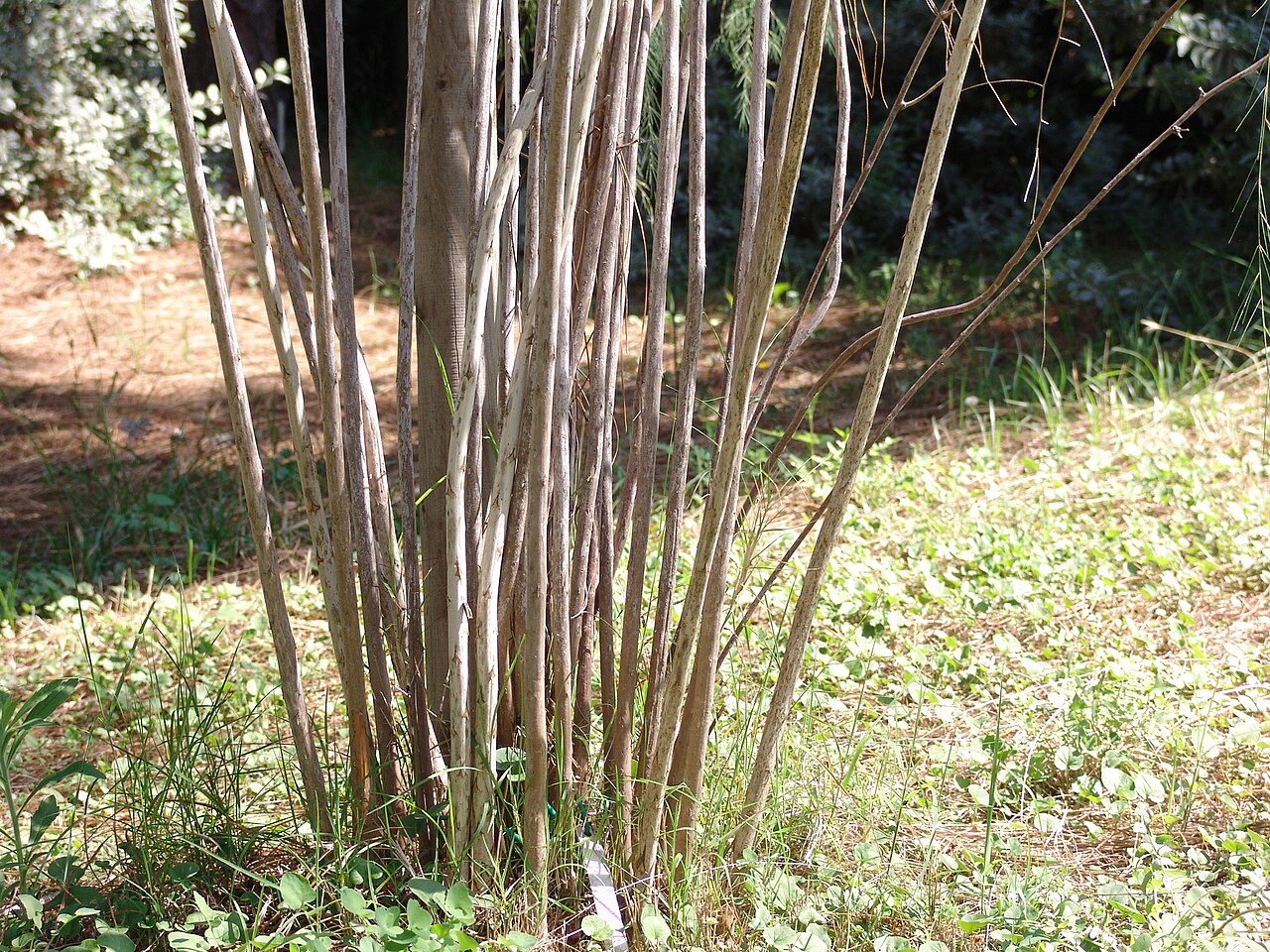Asparagus plocamoides: Tiges