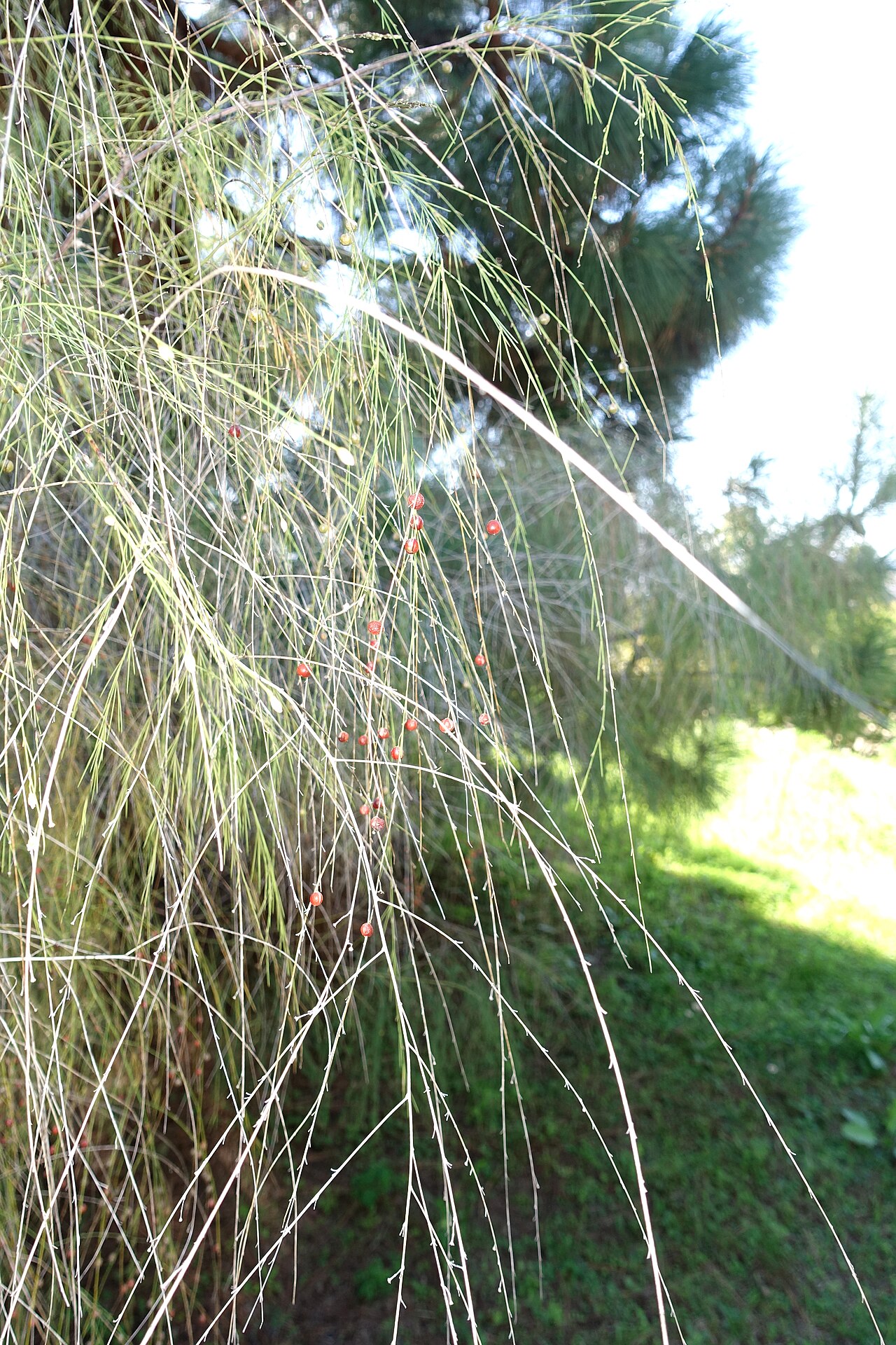 Asparagus plocamoides: Botanical specimen in the Jardín Botánico de Barcelona - Barcelona, Spain.