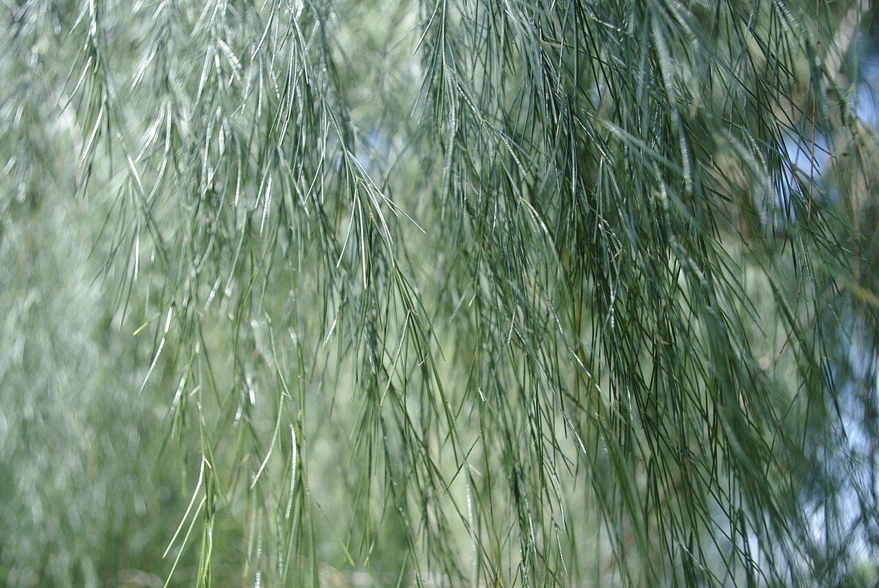 Asparagus plocamoides: Fulles