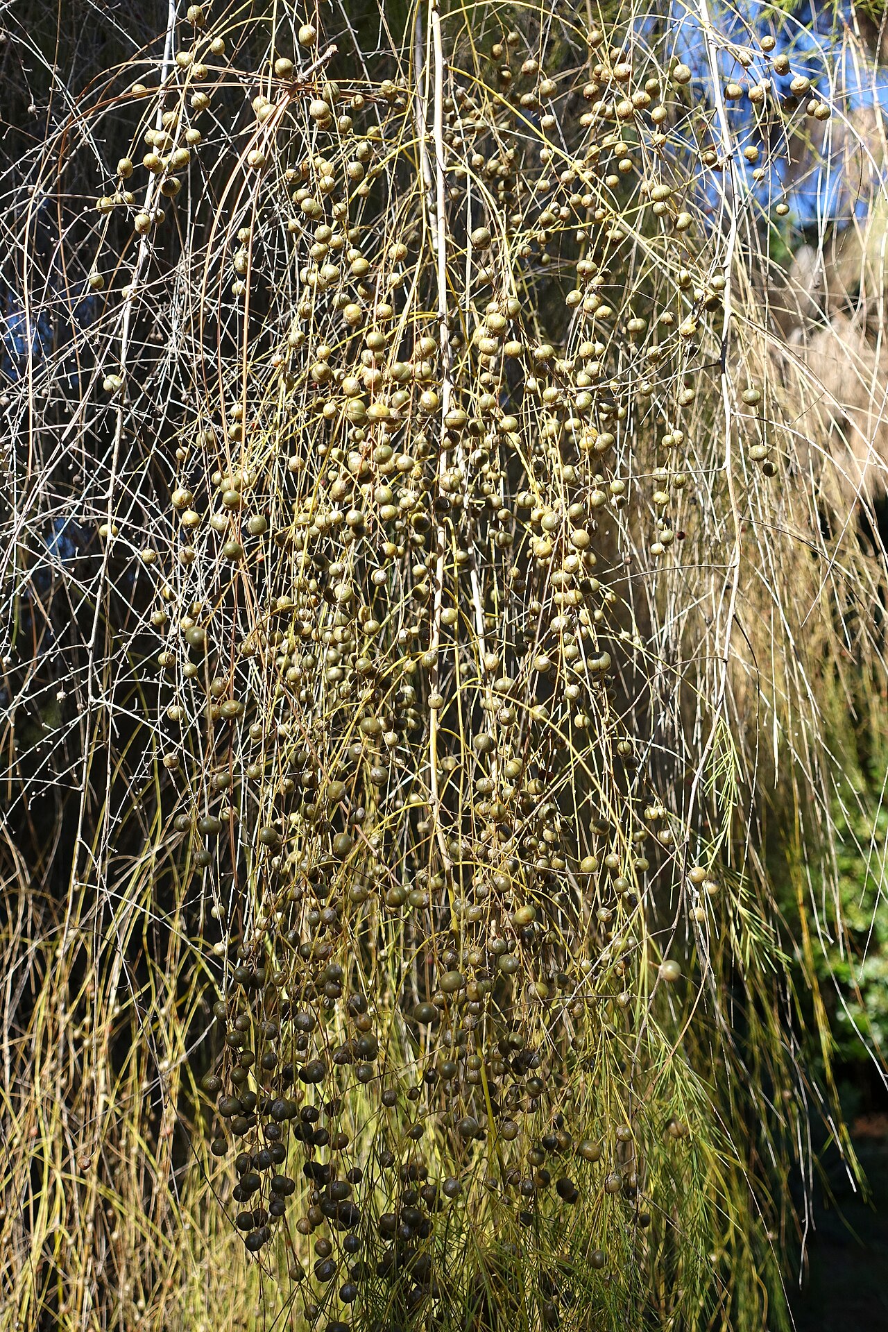 Asparagus plocamoides: Botanical specimen in the Jardín Botánico de Barcelona - Barcelona, Spain.