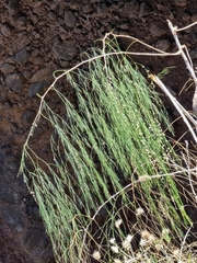 Asparagus plocamoides (Asparagus plocamoides)