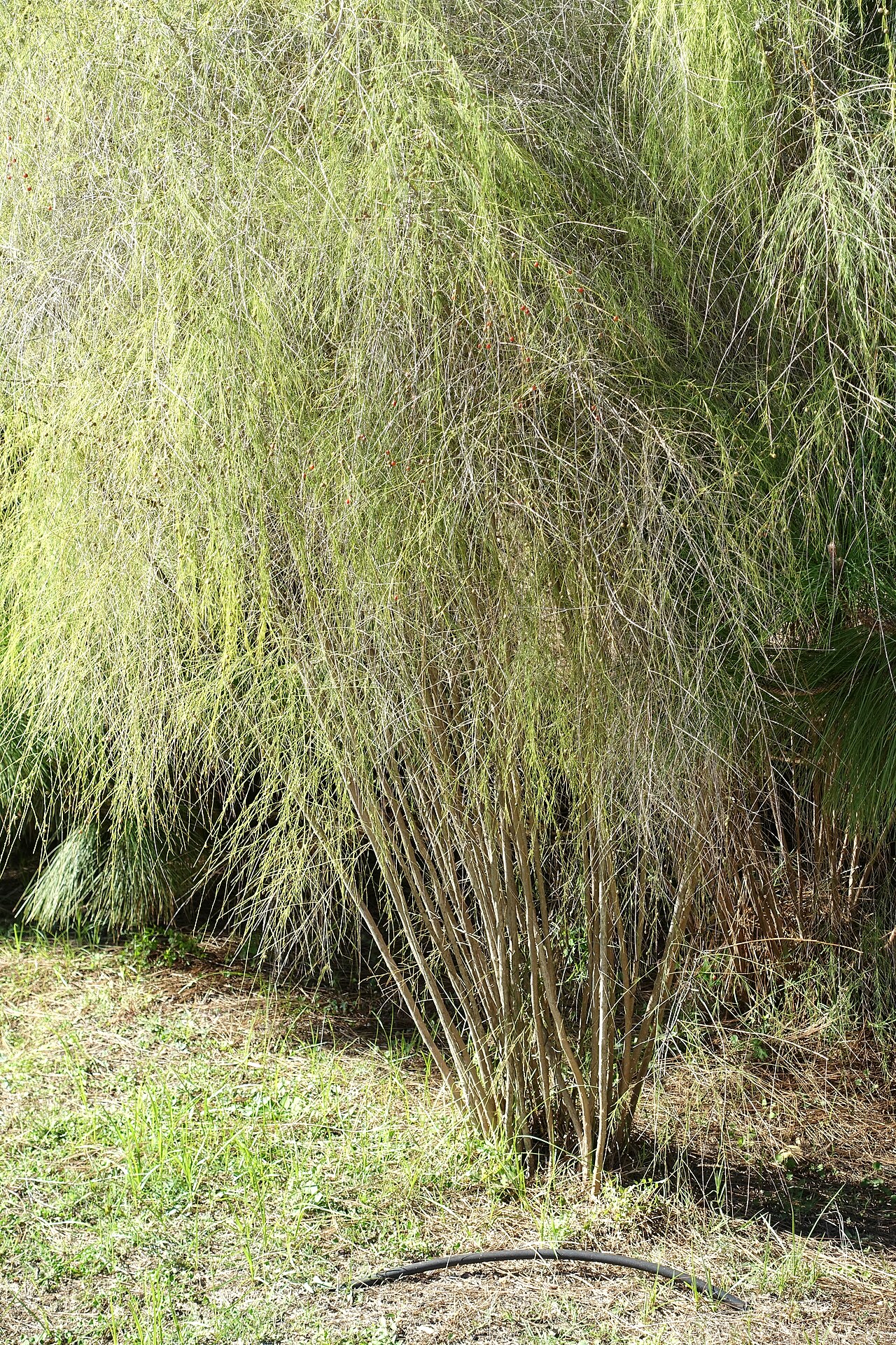 Asparagus plocamoides: Botanical specimen in the Jardín Botánico de Barcelona - Barcelona, Spain.